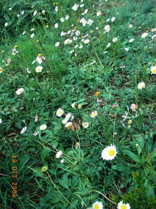 Bellis perennis